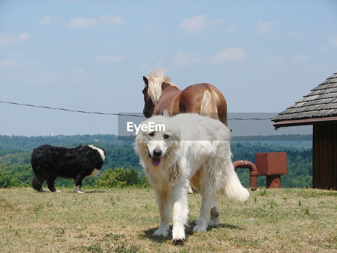 DOGS ON GRASSLAND