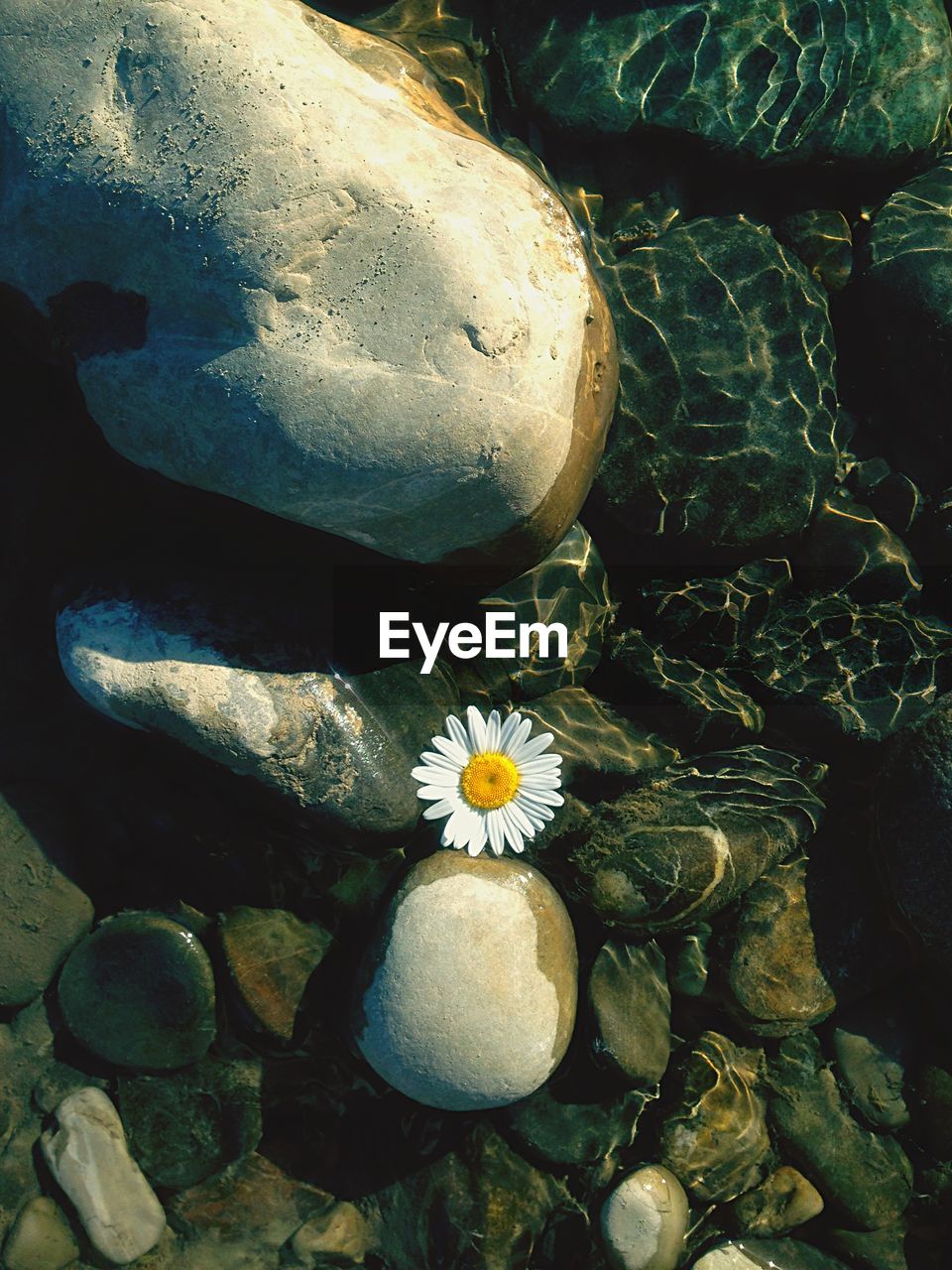 High angle view of white daisy flower floating on water