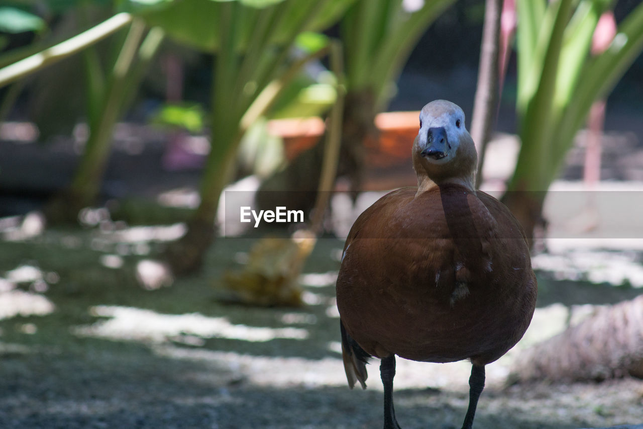 Close-up of duck on field