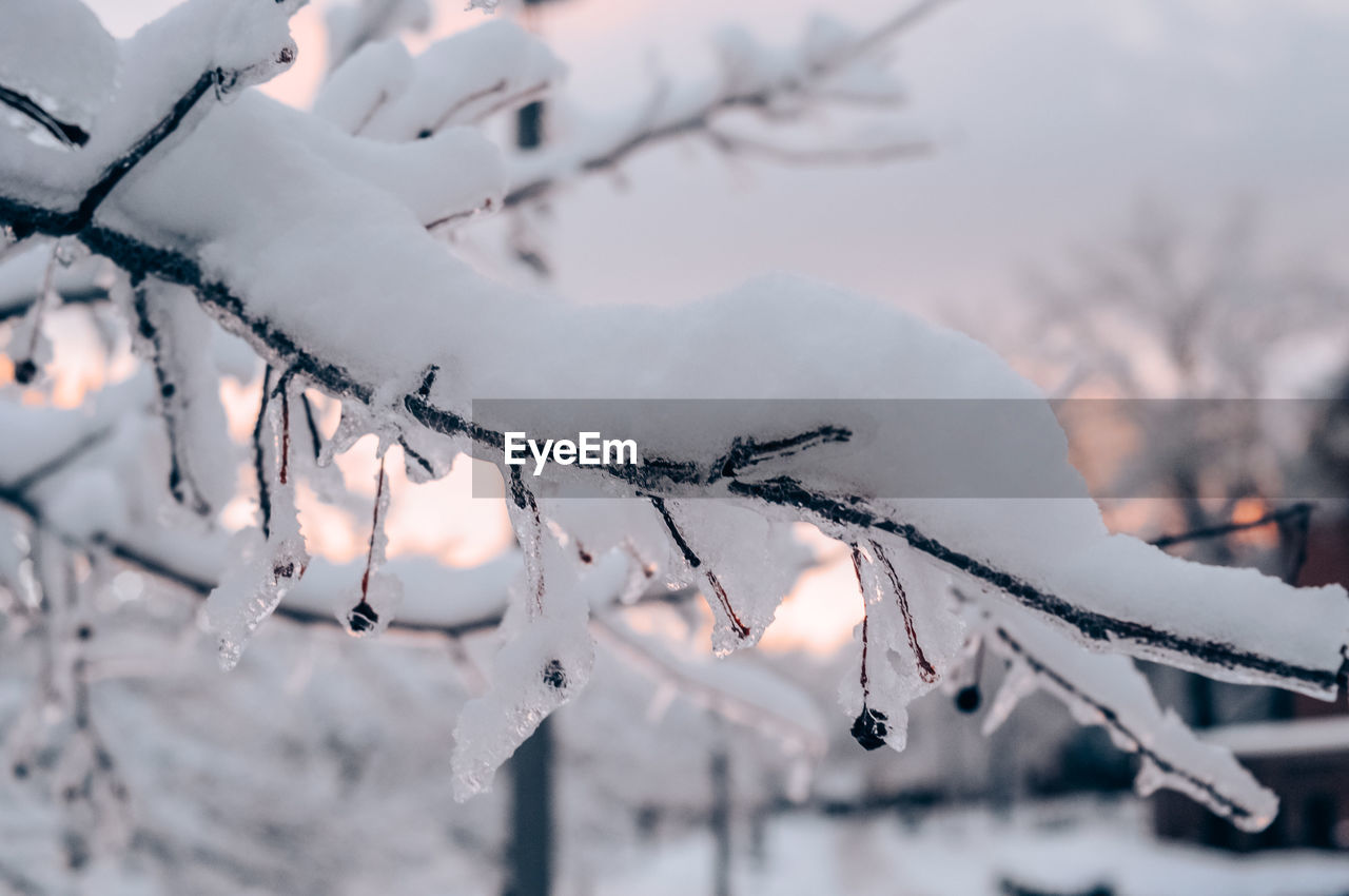 Close-up of frozen twig