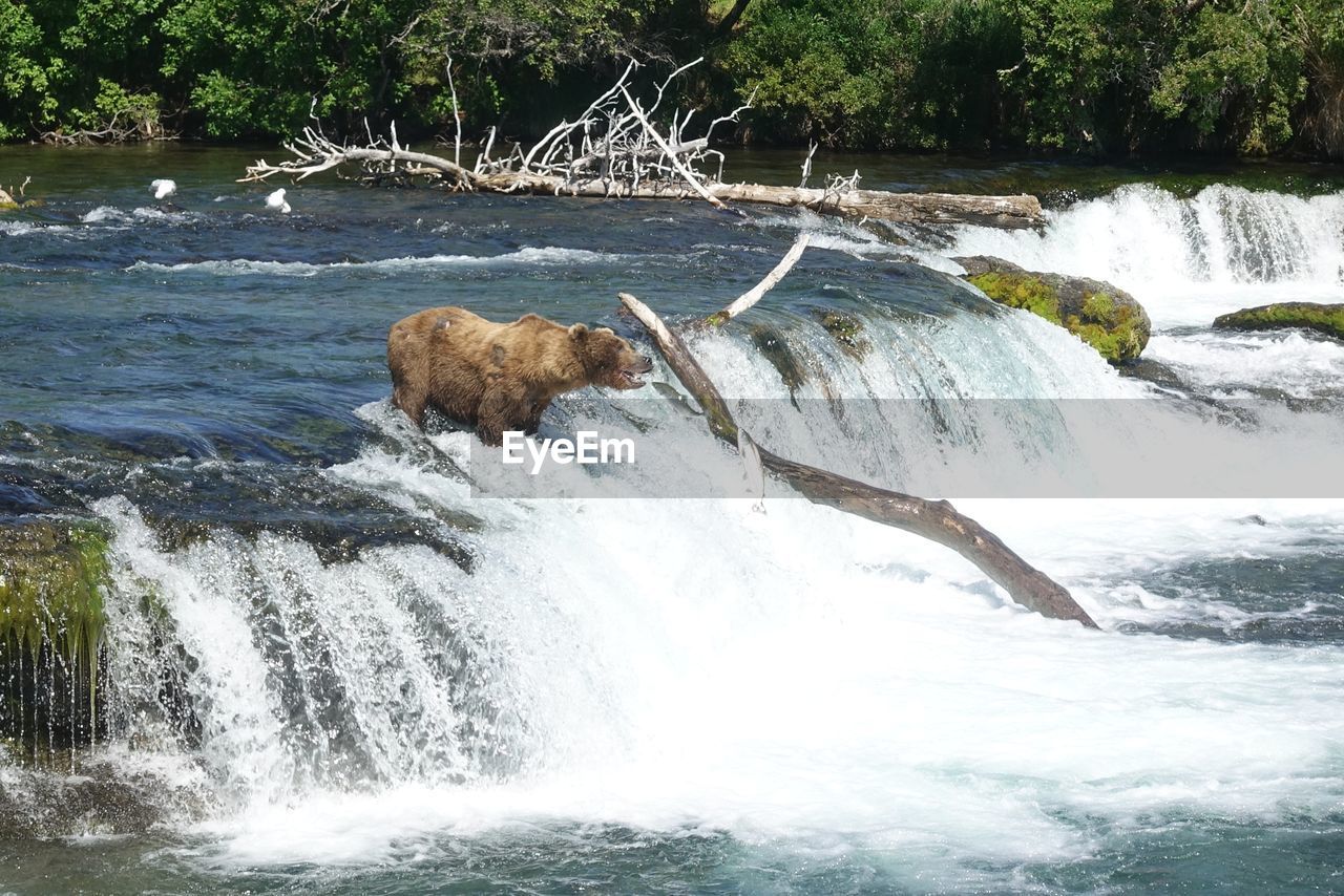 VIEW OF WATERFALL IN A RIVER