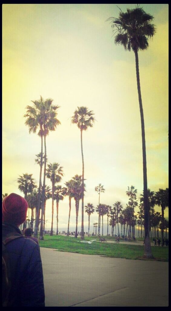 PALM TREES AT SUNSET