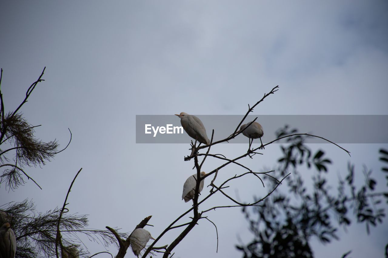 LOW ANGLE VIEW OF BIRD PERCHING ON TREE