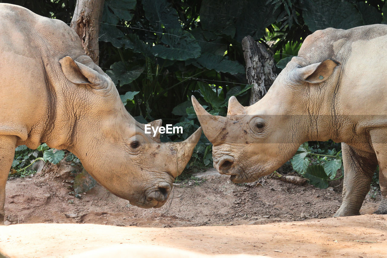 Animal Themes Animal Wildlife Animals In The Wild Close-up Day Mammal Nature No People Outdoors Rhino Rhinoceros Rhinos White Rhino White Rhinoceros