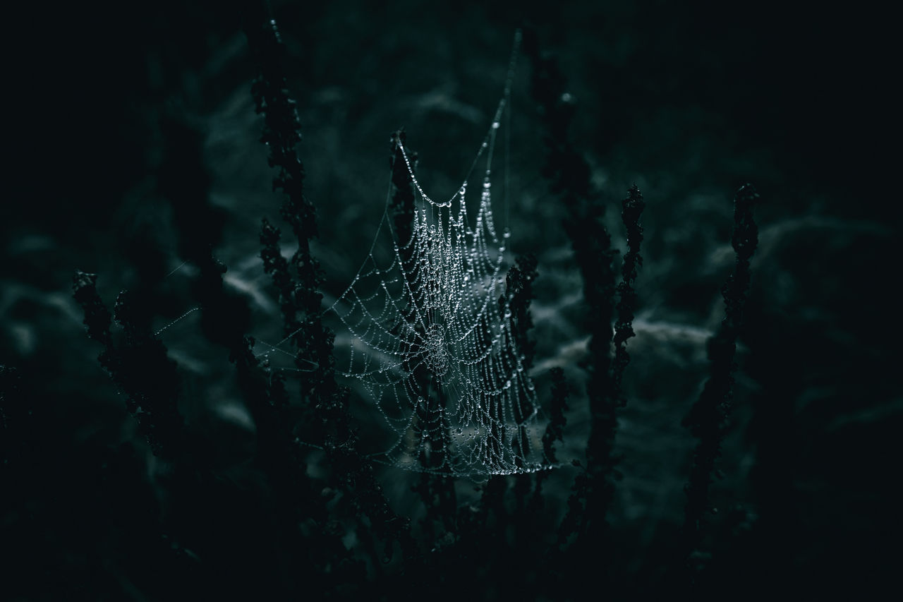 Spiderweb with rain droplets on the meadow