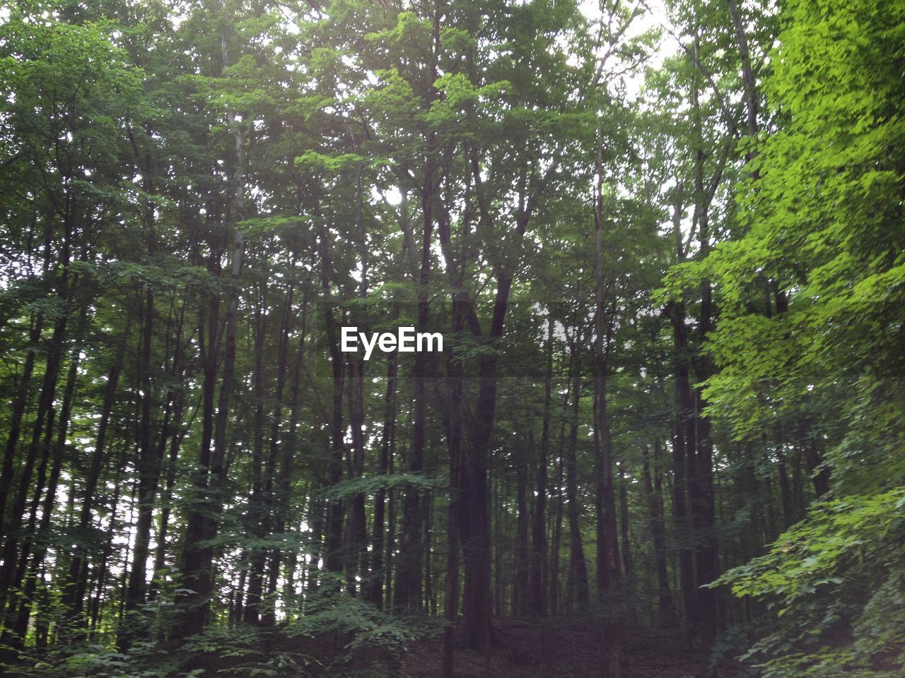 LOW ANGLE VIEW OF TREES IN THE FOREST