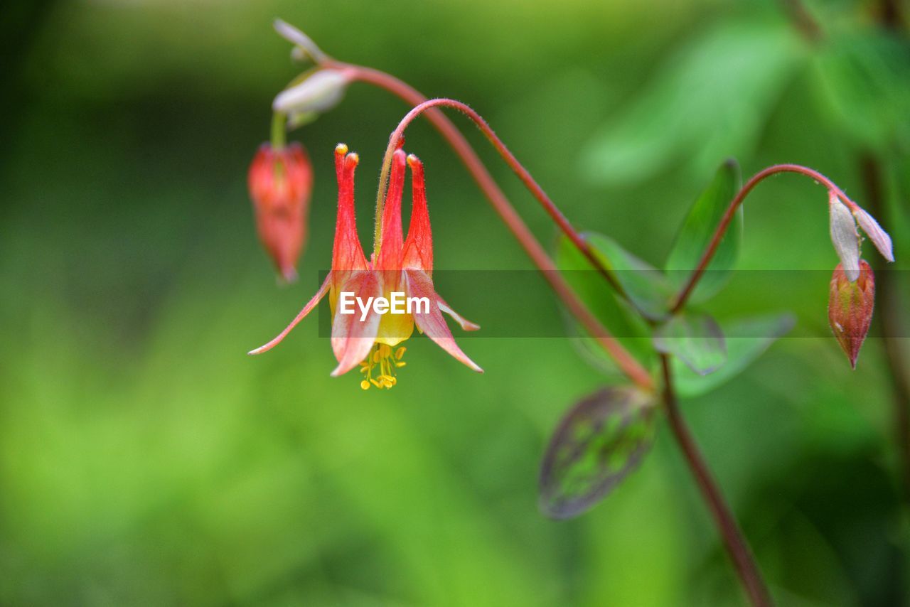 Close-up of red flowering plant