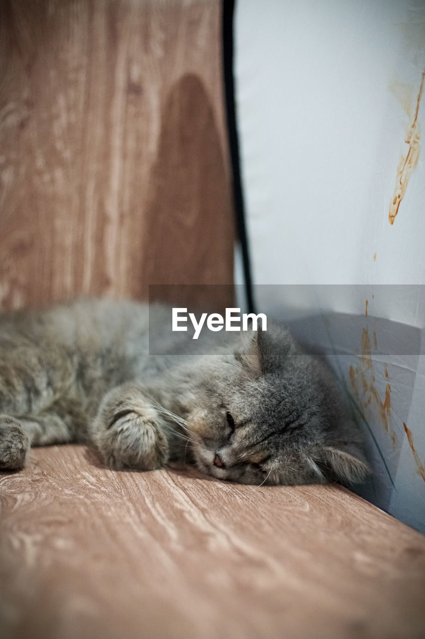 CAT SLEEPING ON TABLE AT HOME