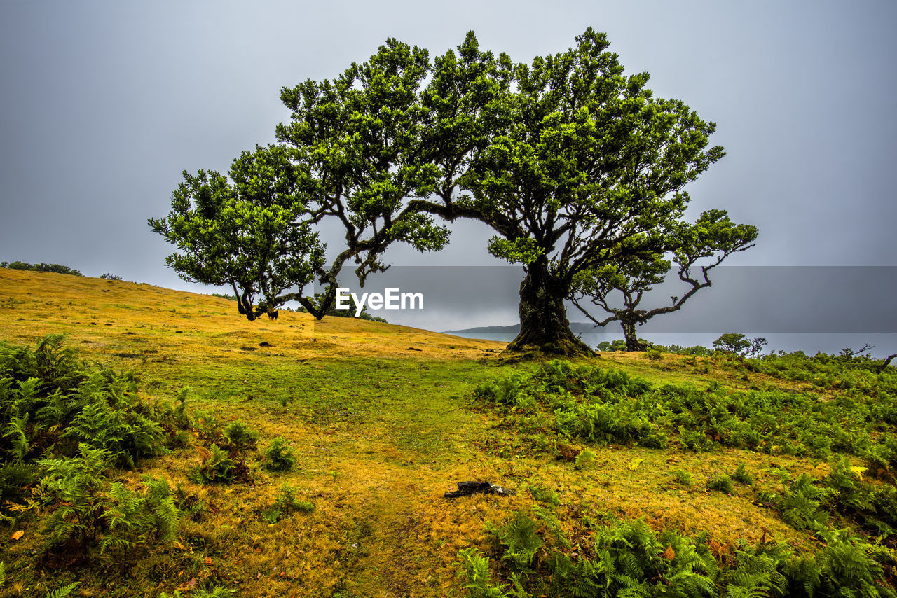 Trees on field against clear sky