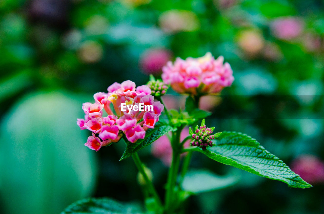 Close-up of pink flowers blooming outdoors