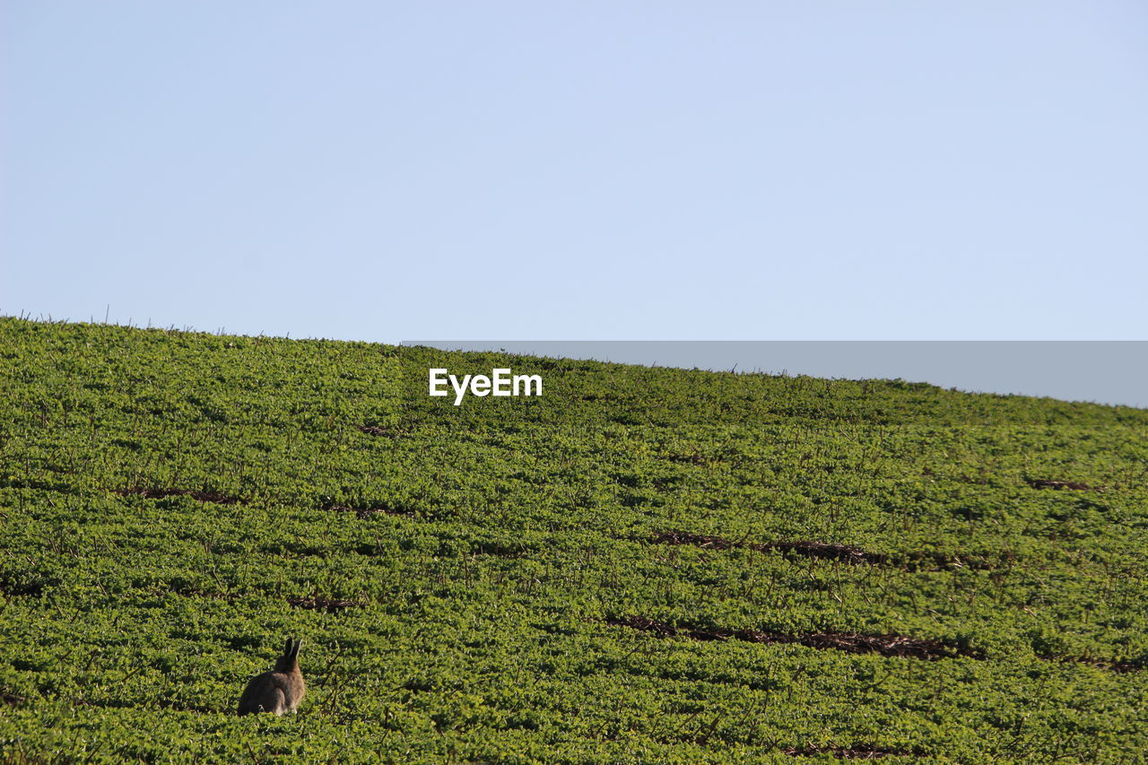 SCENIC VIEW OF GREEN FIELD AGAINST SKY