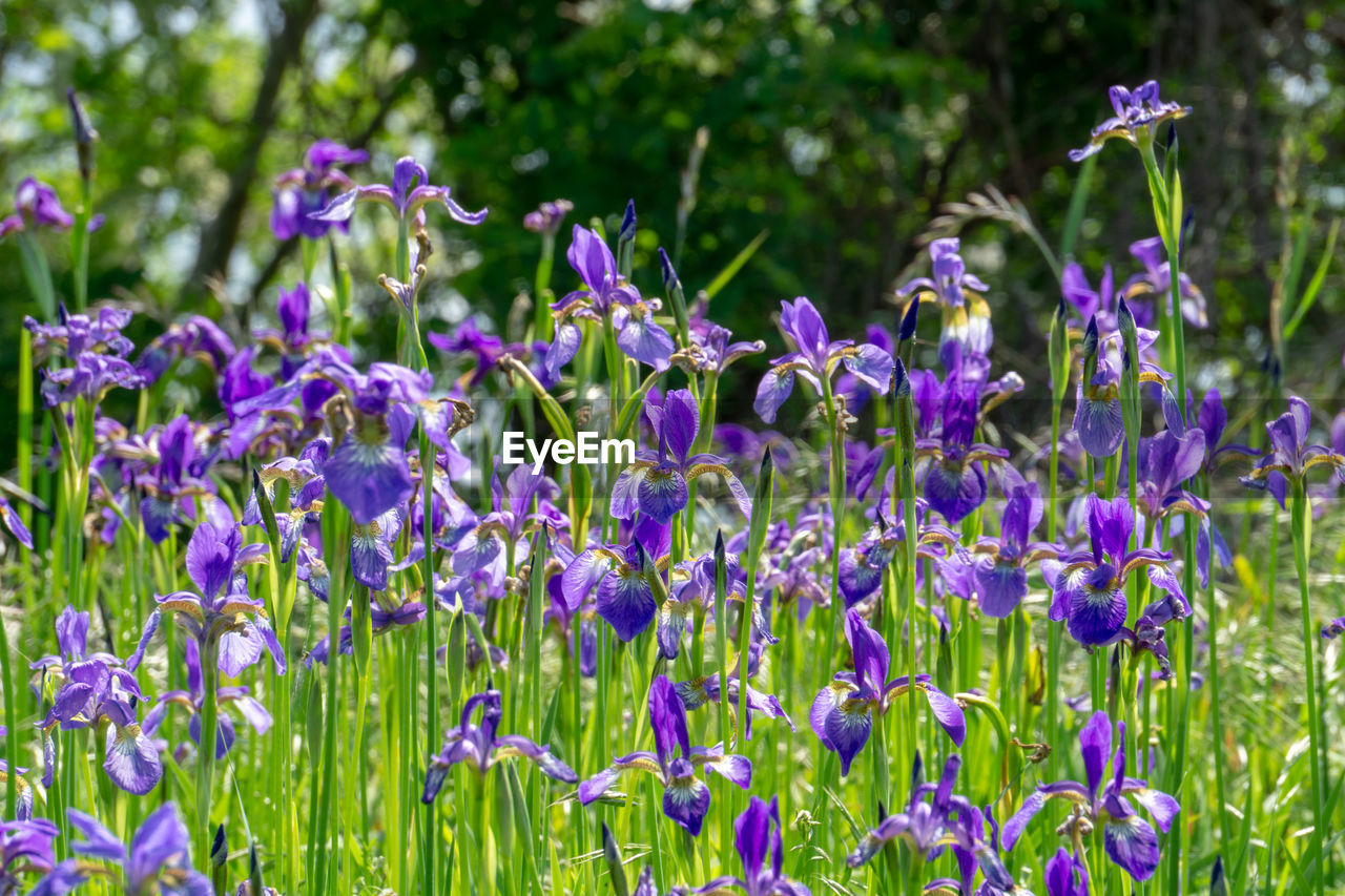 Close-up of purple lavender flowers on field