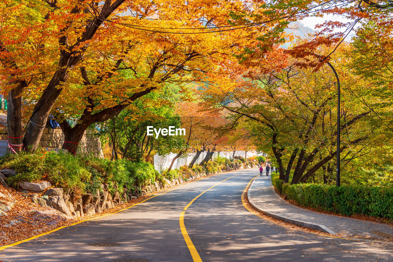 ROAD AMIDST AUTUMN TREES