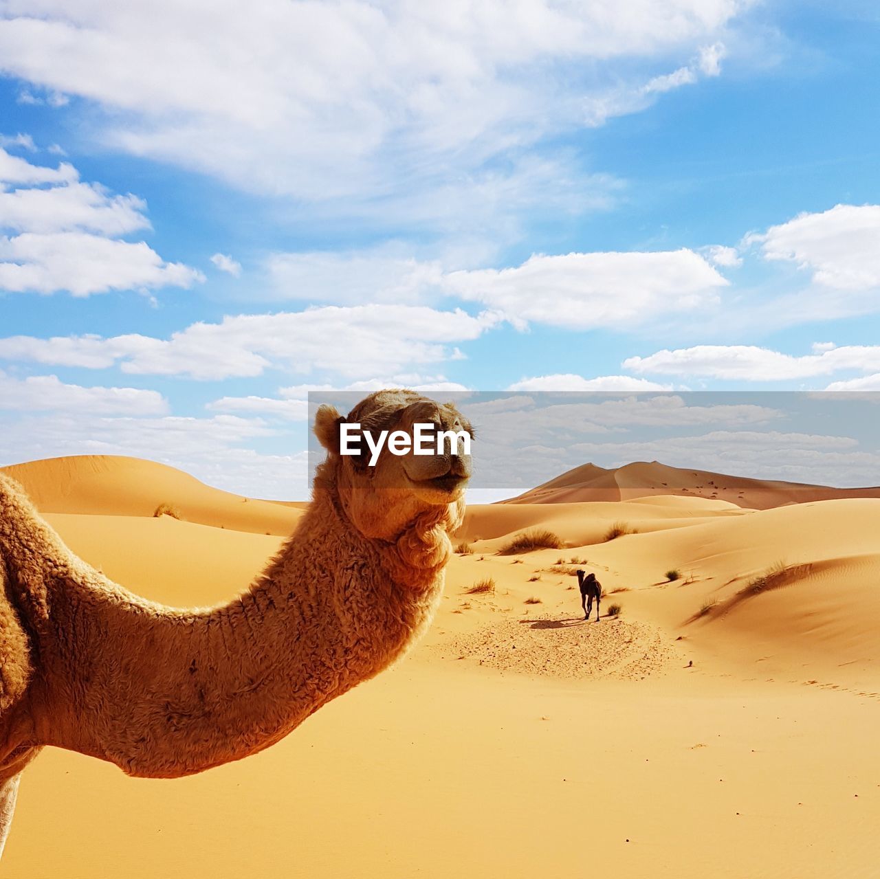 Camel on sand dune in desert against cloudy sky