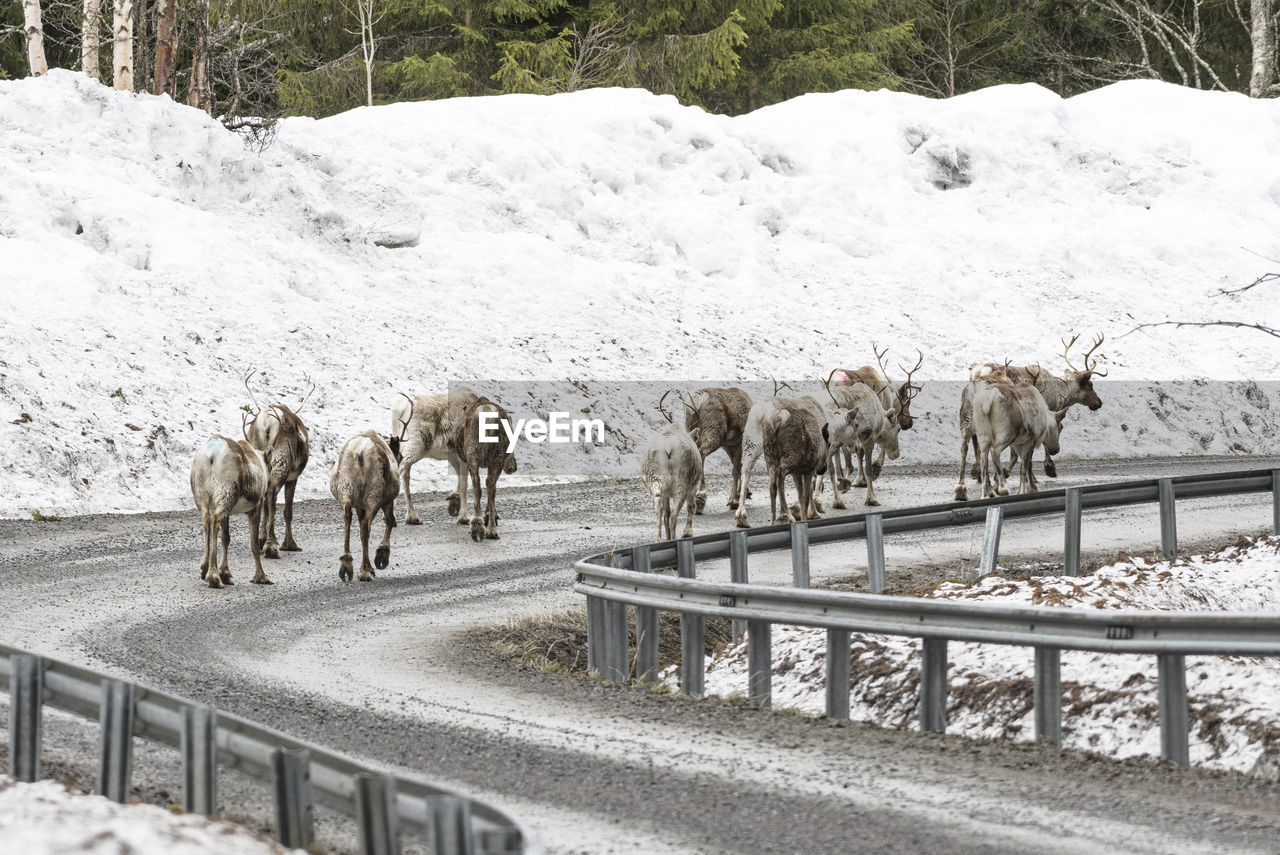 View of reindeers on snow covered road