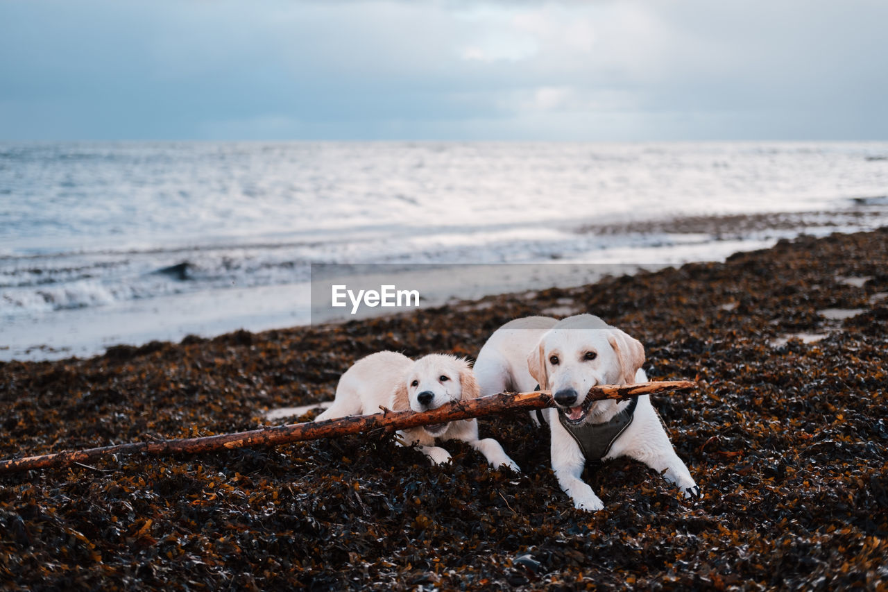 Two golden labrador retrievers on a beach playing with a stick.