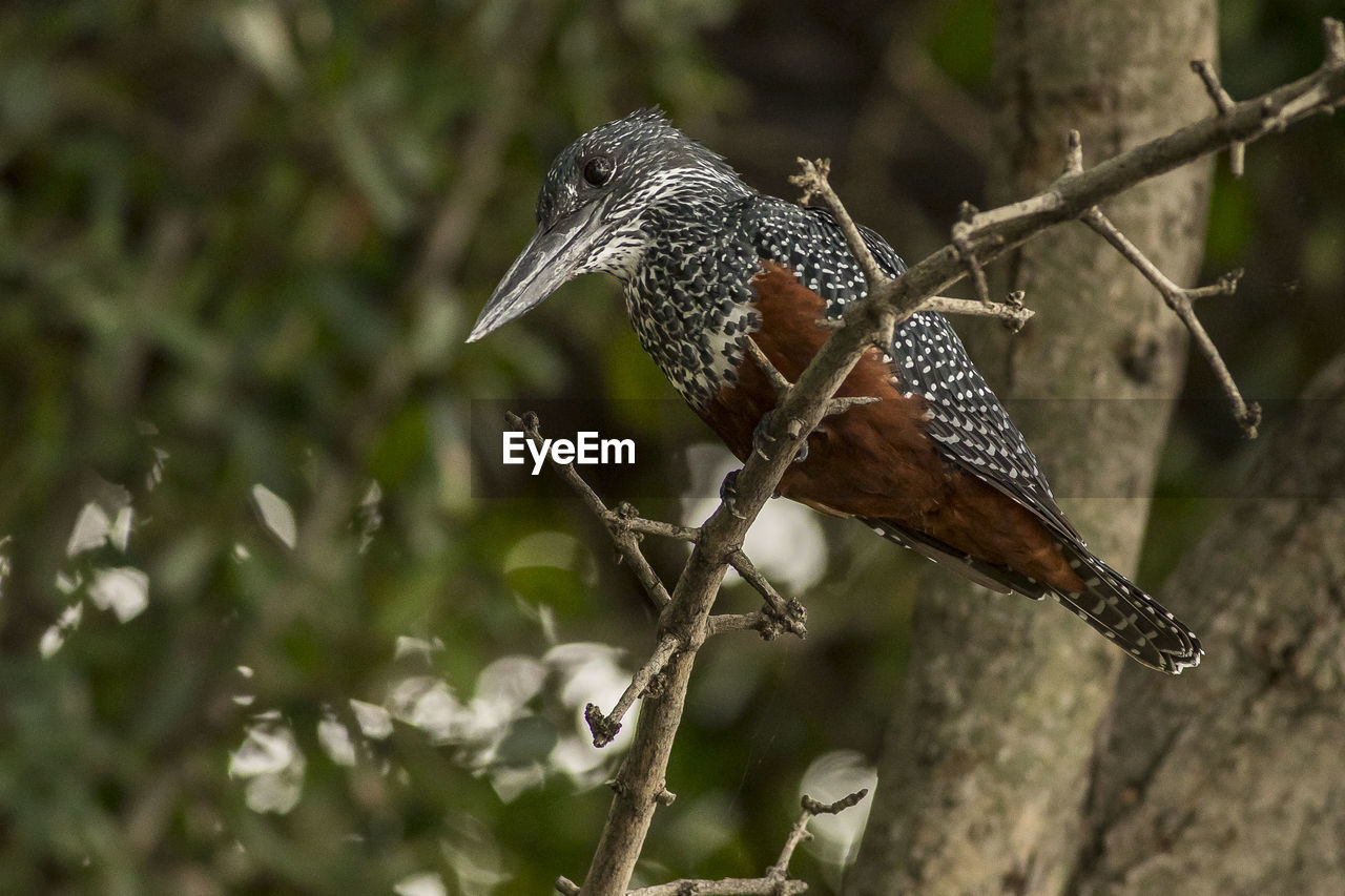 Close-up of bird perching on branch