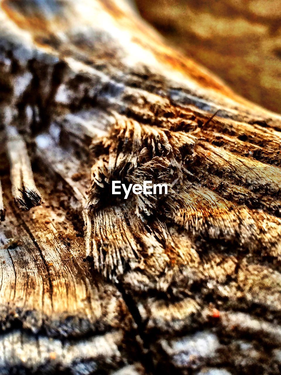 CLOSE-UP OF TREE TRUNK