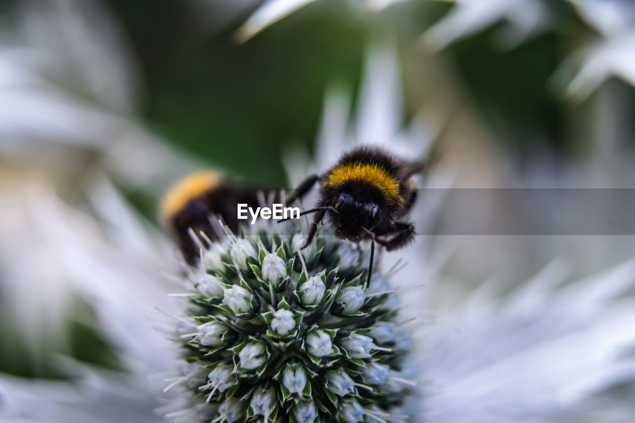 Close-up of bee on flower