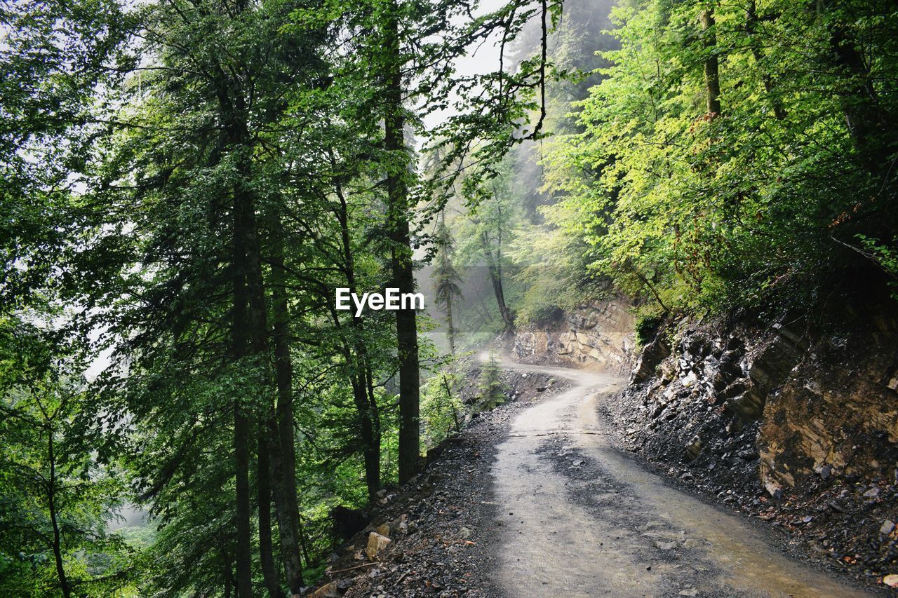 Road amidst trees in forest