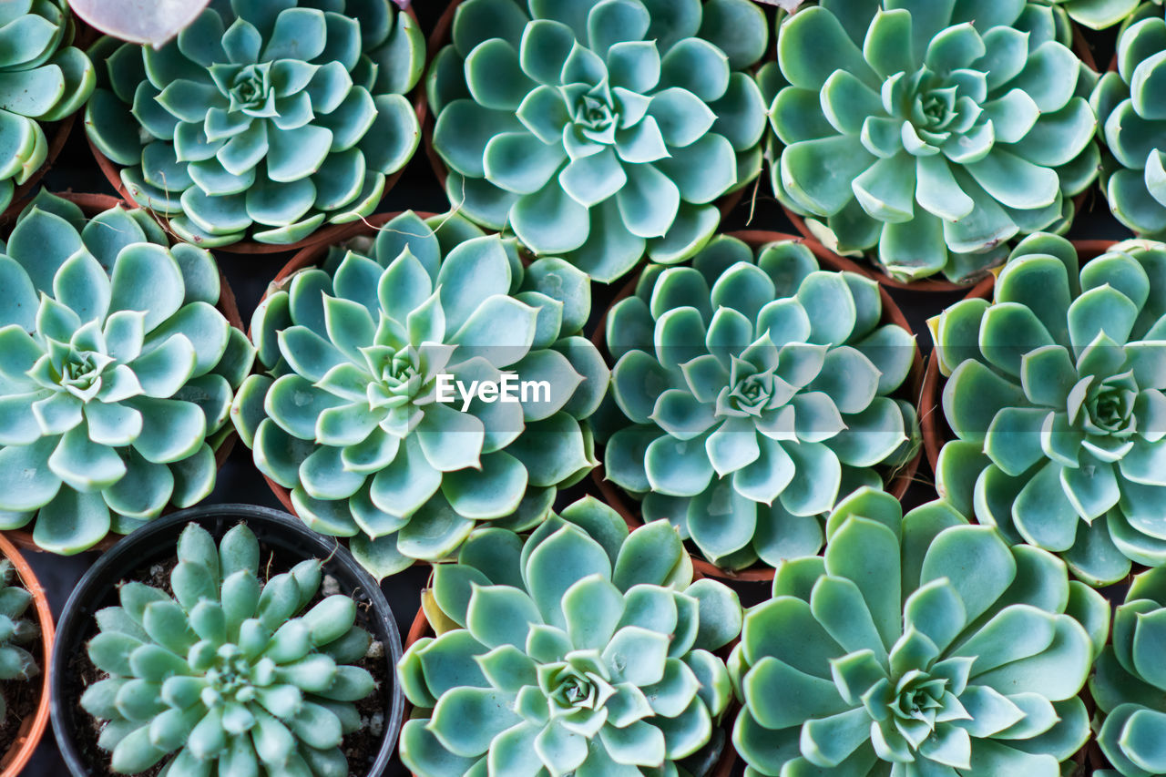 HIGH ANGLE VIEW OF SUCCULENT PLANTS