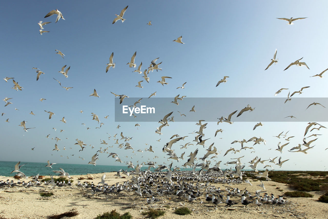 Flock of seagulls on beach