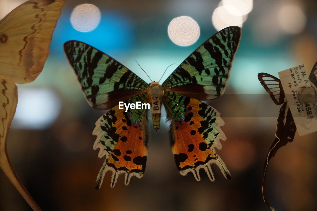 CLOSE-UP OF BUTTERFLY ON THE WALL