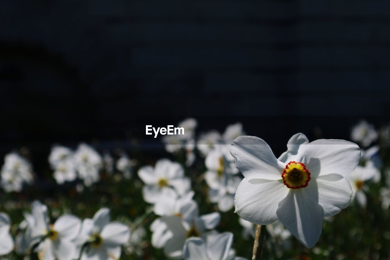 Close-up of white flowering plant