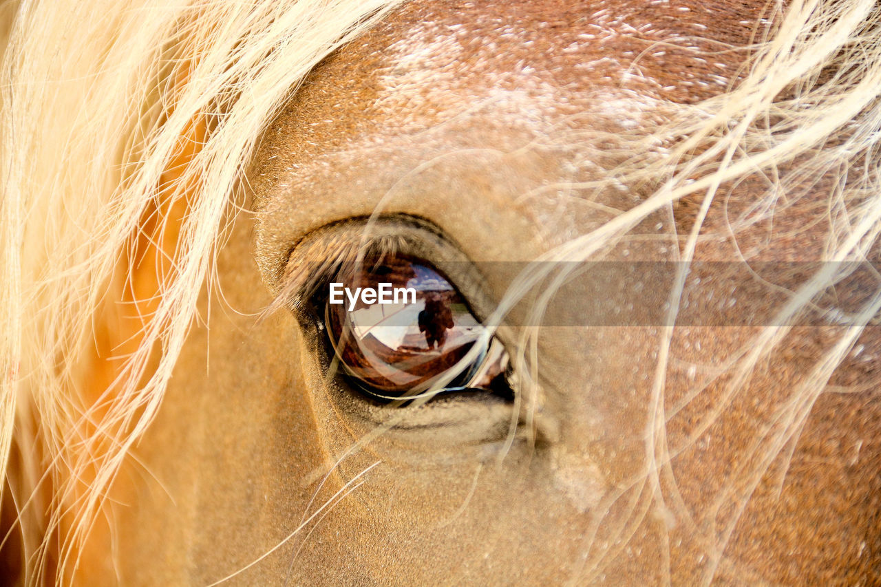 Close up on a curious horse eye