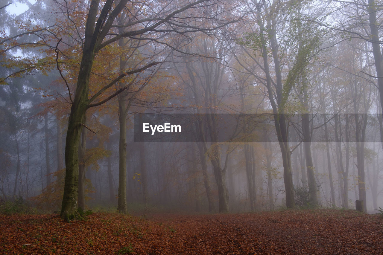 Trees in forest during autumn