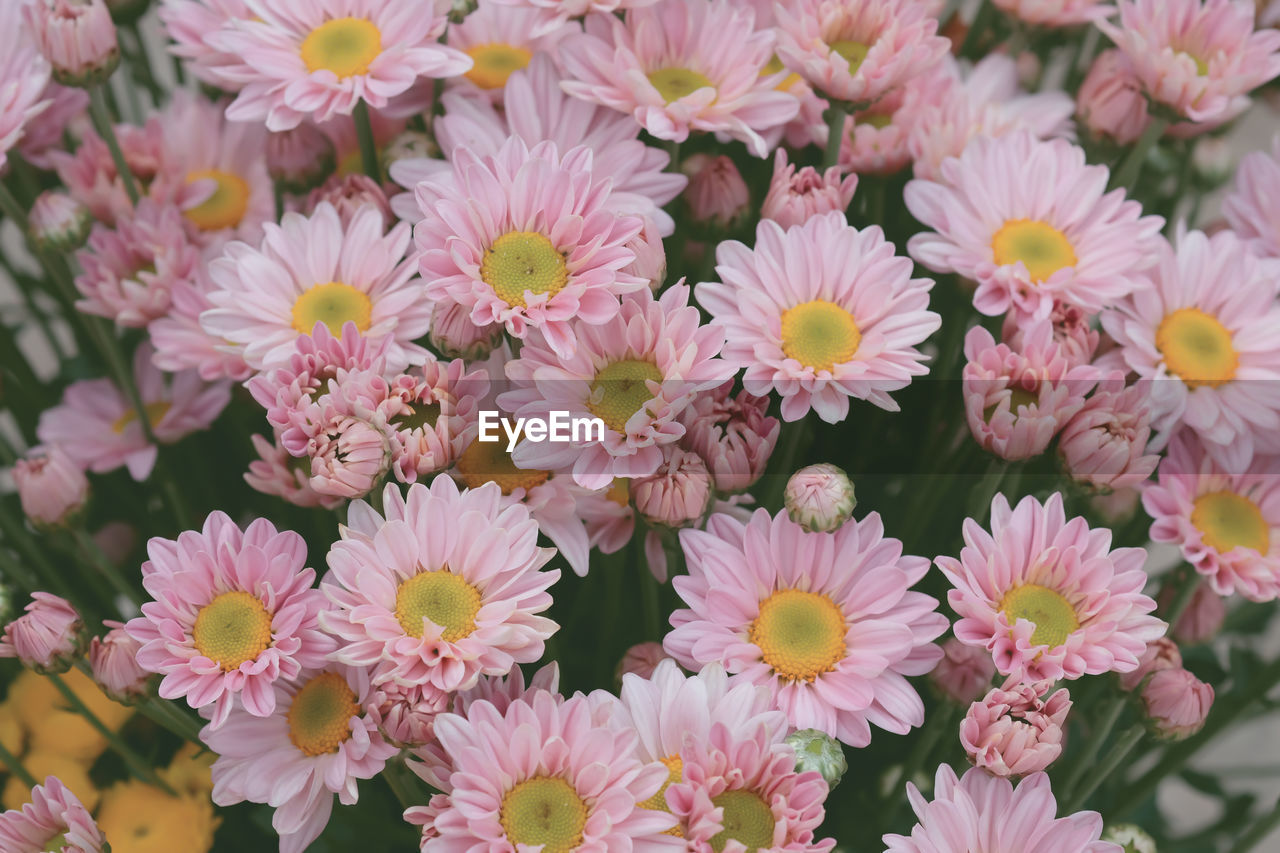 Pink blooming flowers outdoors