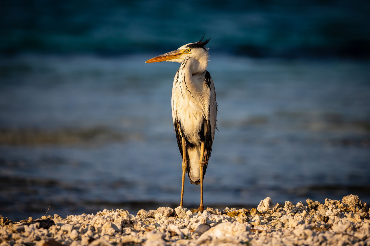 Bird perching on a rock