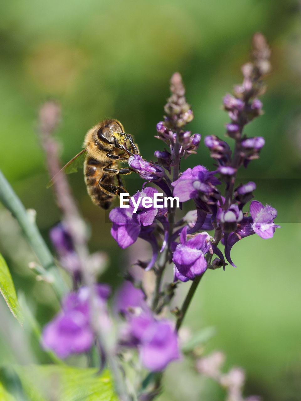 CLOSE-UP OF HONEY BEE ON PURPLE FLOWER