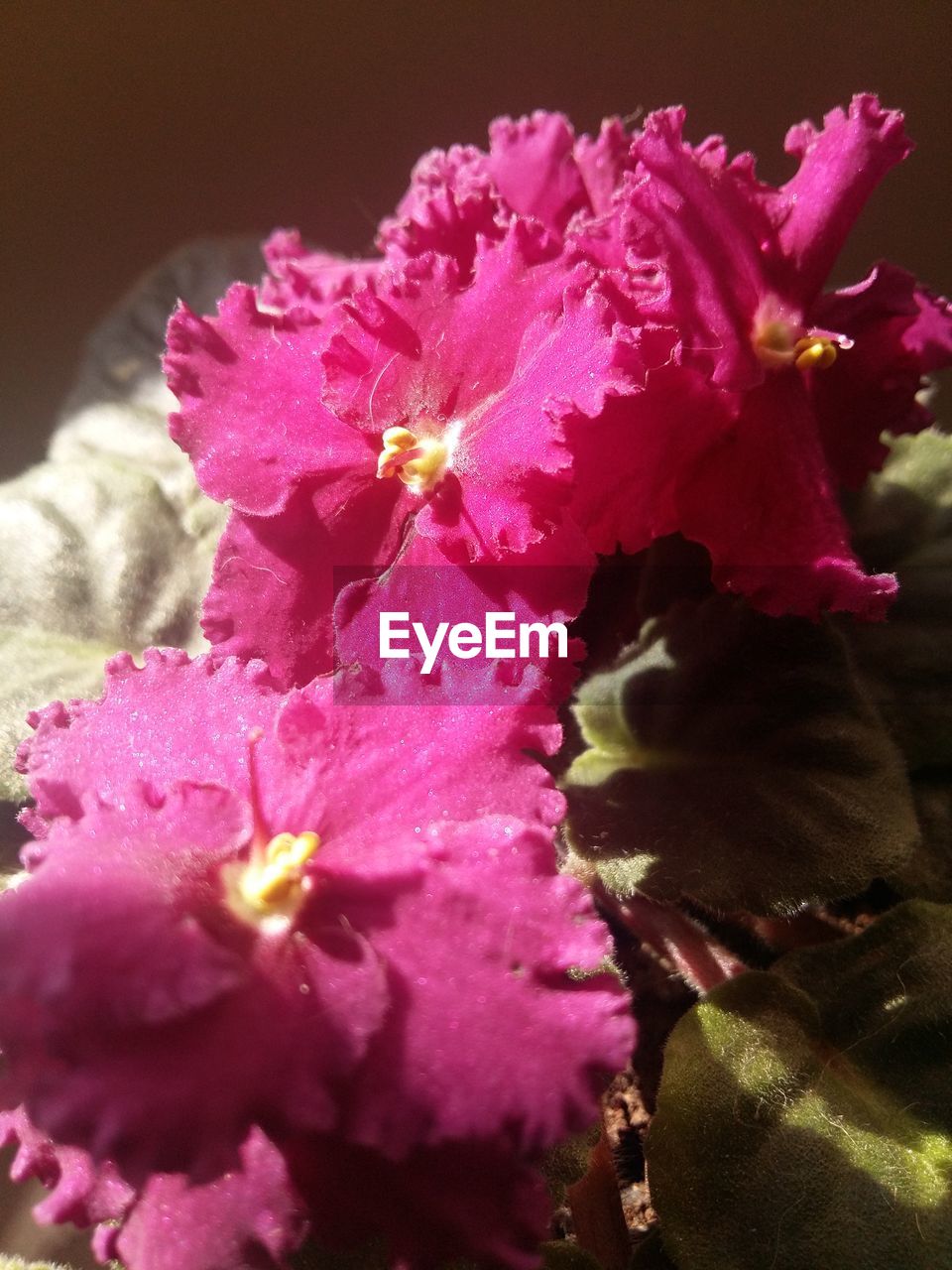 CLOSE-UP OF PINK HIBISCUS BLOOMING