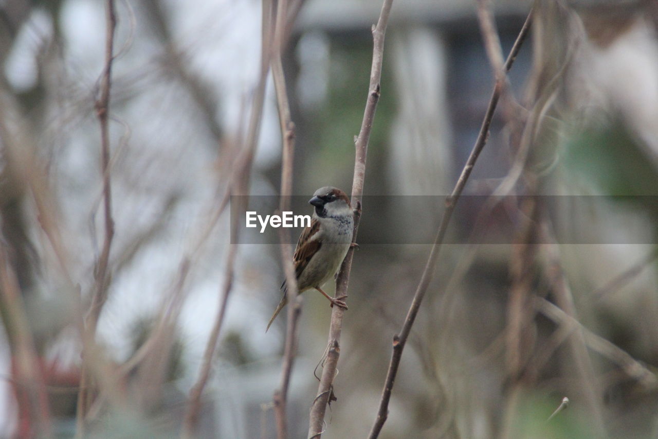 Close-up of bird perching on branch