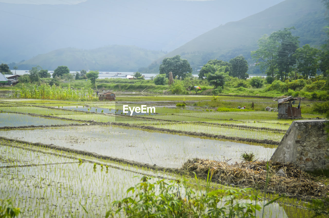 SCENIC VIEW OF FARMS AGAINST SKY