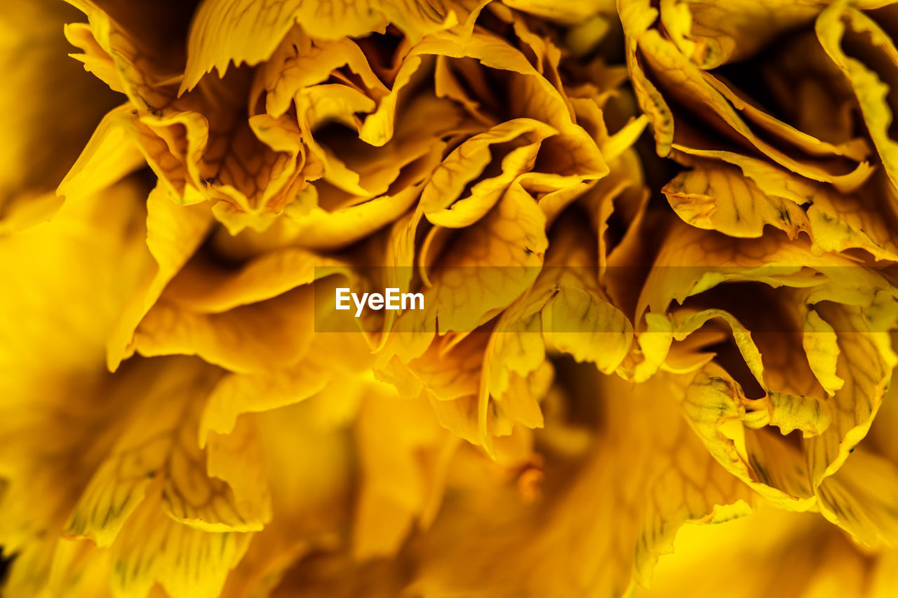yellow, flower, plant, macro photography, close-up, leaf, petal, nature, no people, beauty in nature, full frame, backgrounds, flowering plant, sunlight, autumn, growth, freshness
