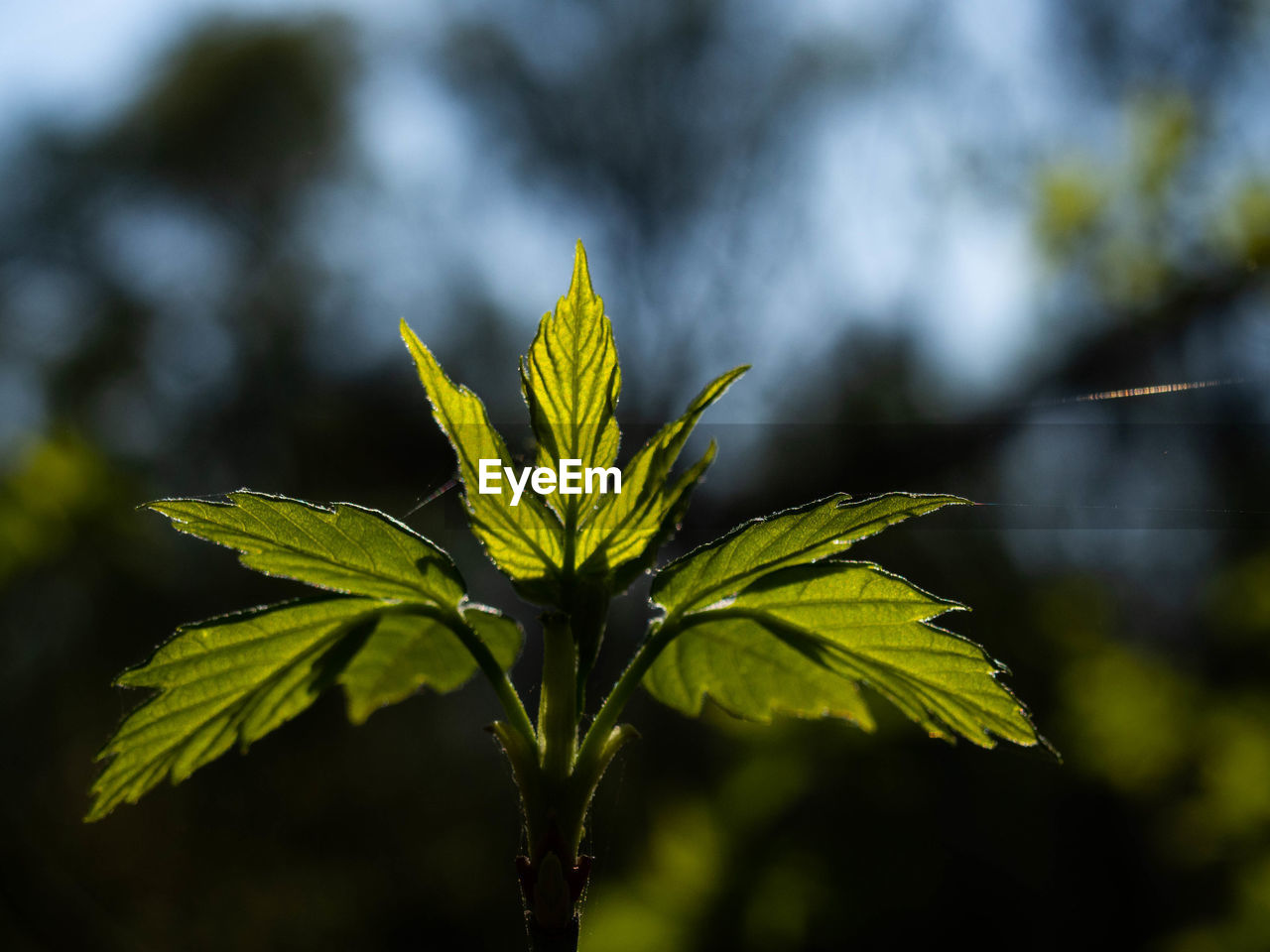 CLOSE-UP OF FRESH GREEN LEAVES IN PLANT