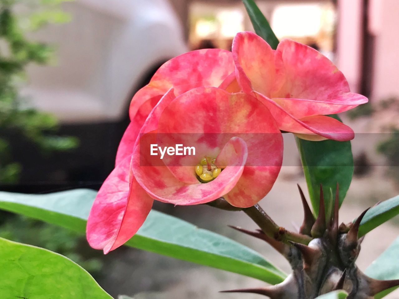 CLOSE-UP OF PINK FLOWER