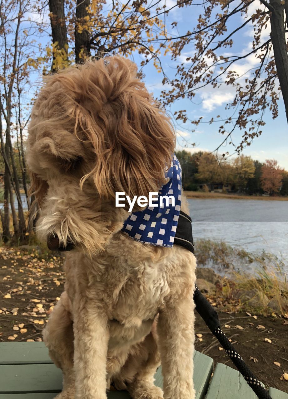 DOG STANDING IN LAKE