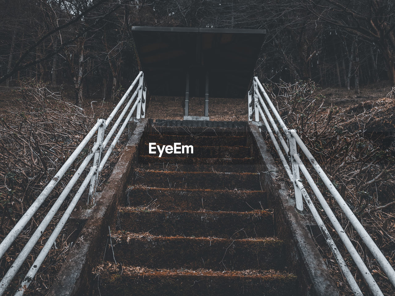 High angle view of staircase in forest