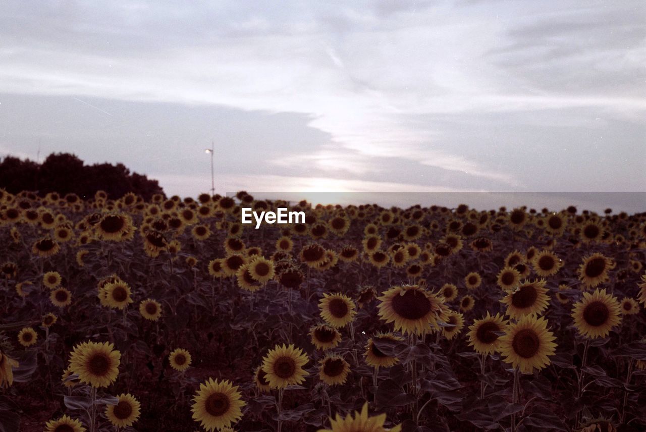 Sunflowers on field against sky