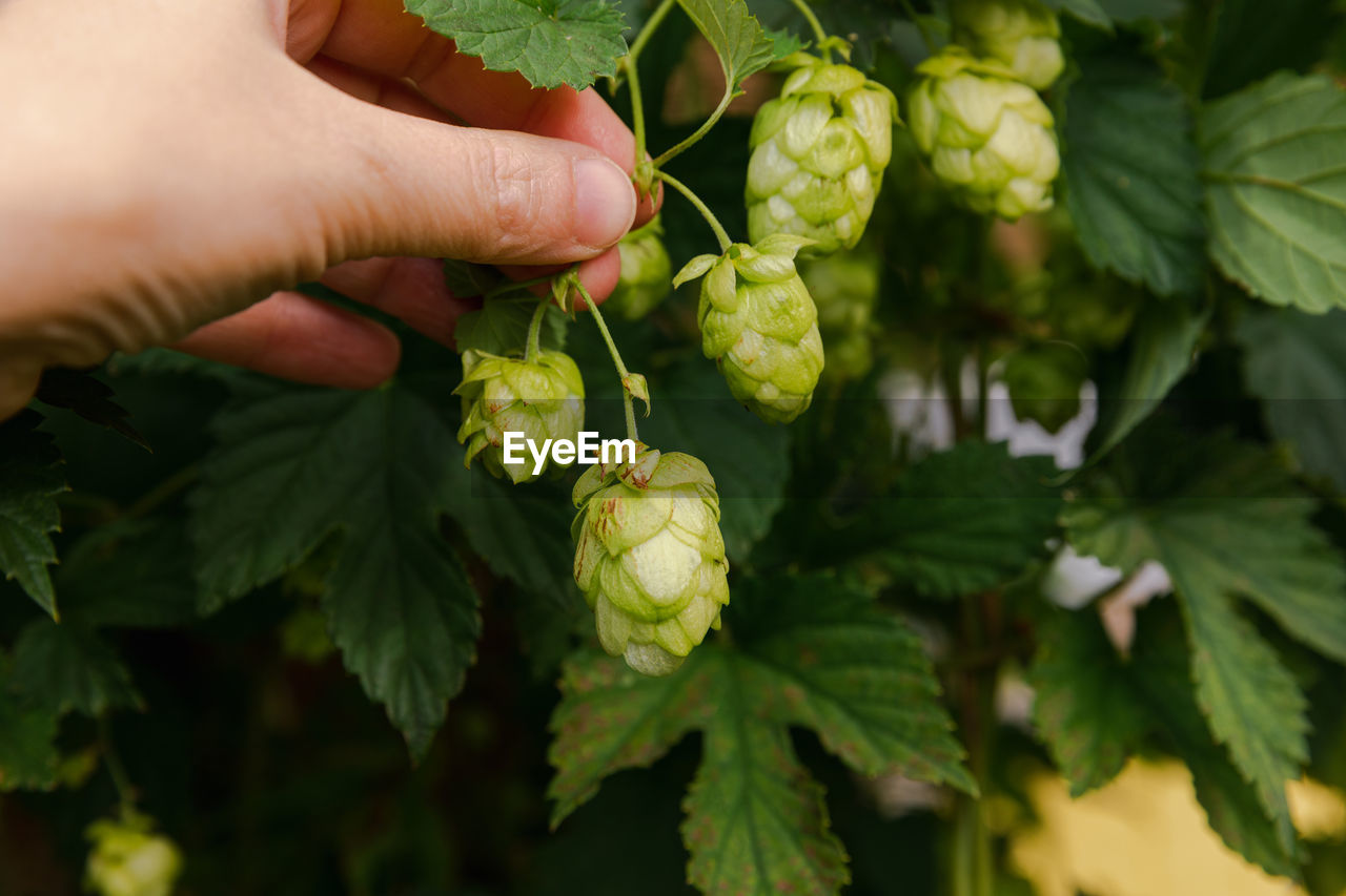 cropped hand of man holding grapes