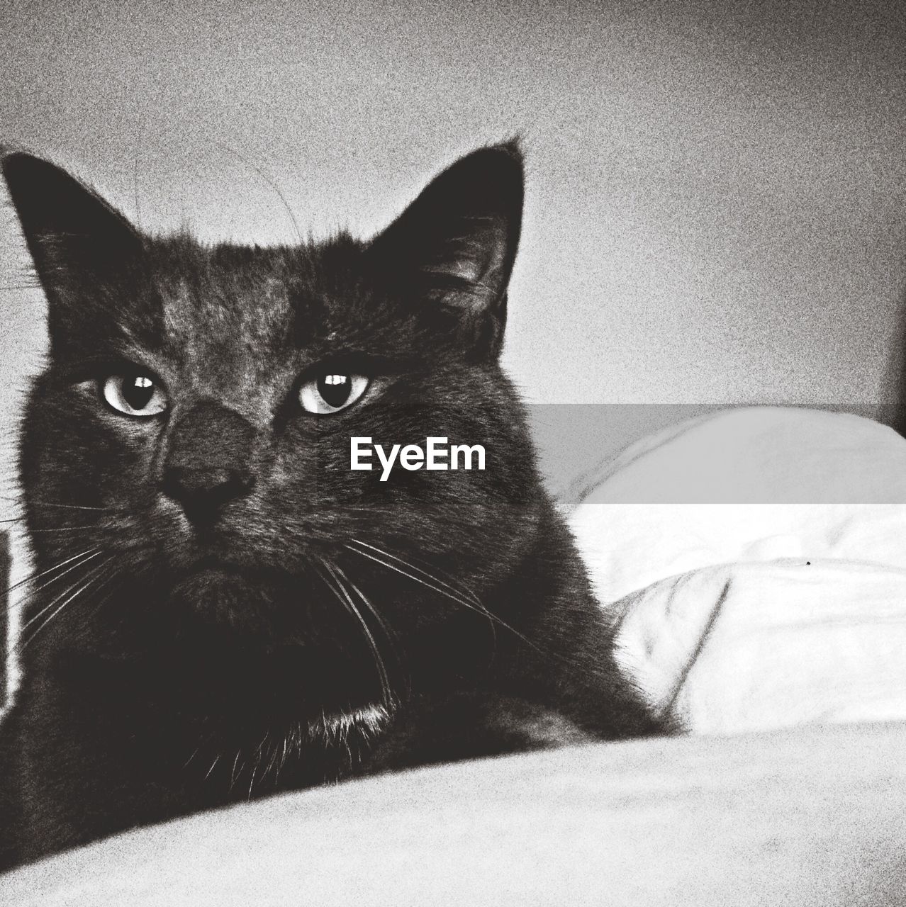 Close-up of cat sitting at home