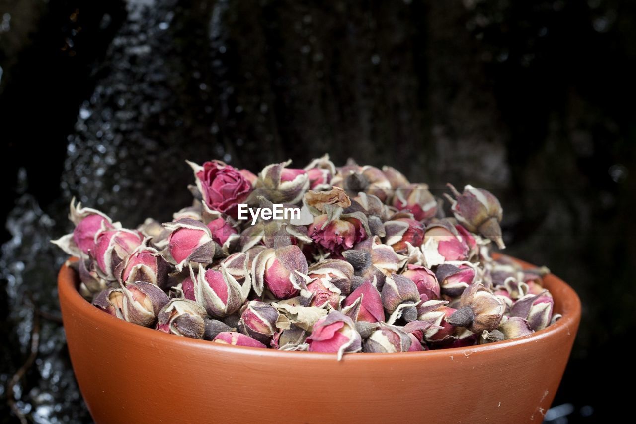 Close-up of pink flowers in bowl