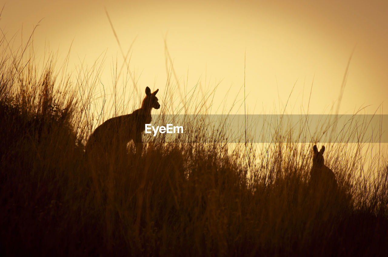 SILHOUETTE OF HORSE STANDING ON FIELD