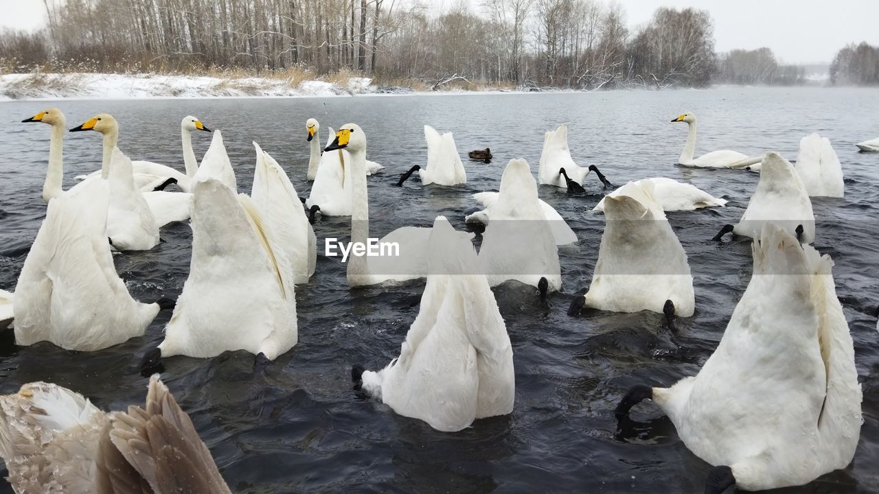 White swans dive into the lake for food