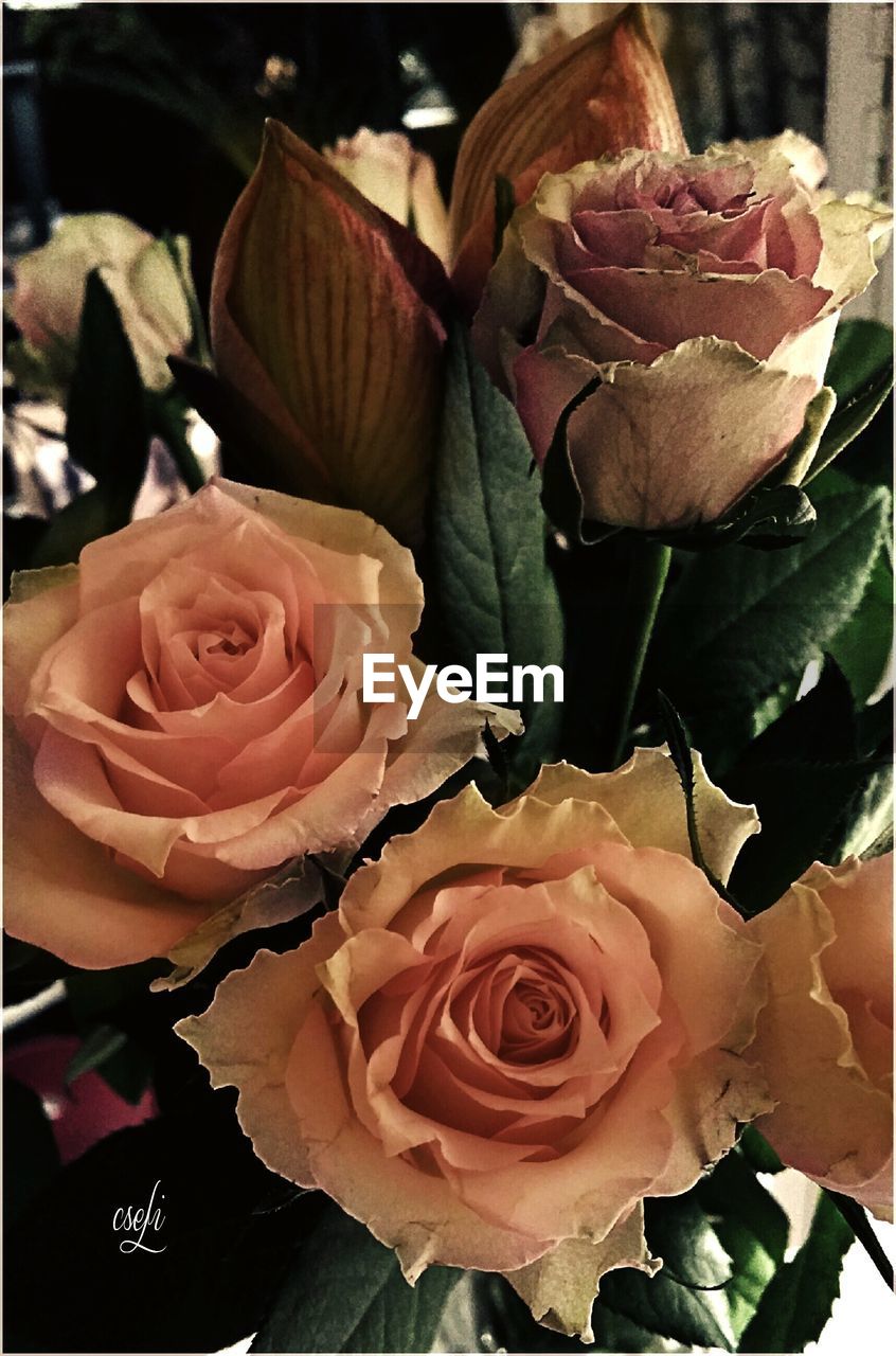 CLOSE-UP OF PINK ROSE BOUQUET