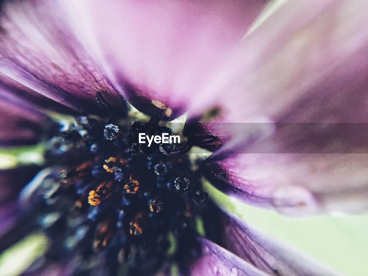 Close-up of flower blooming outdoors