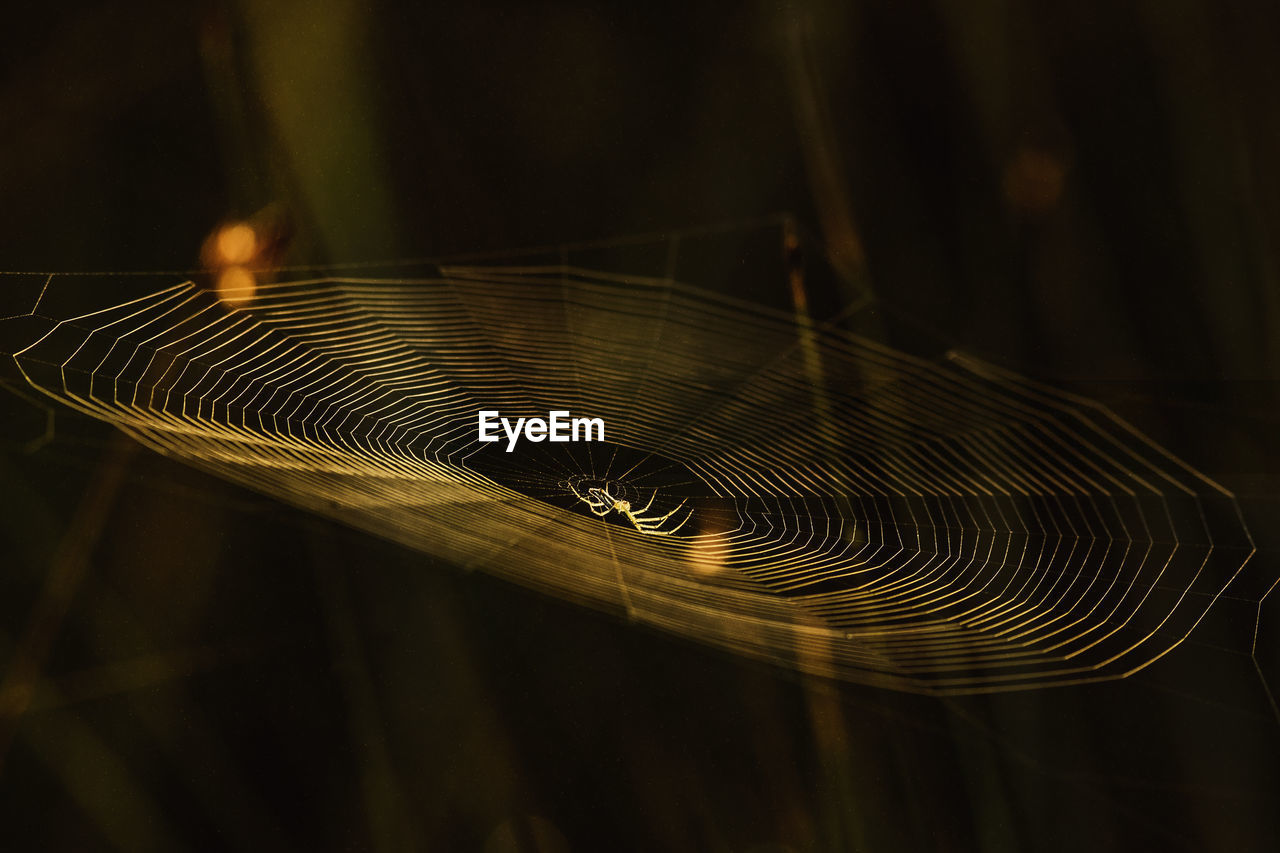 Close-up of spider on web